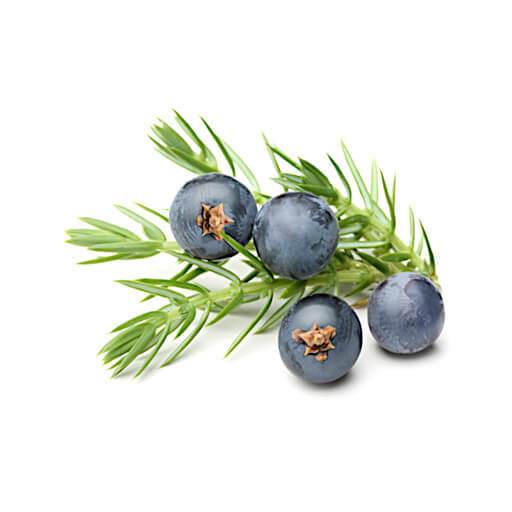 Juniper berries