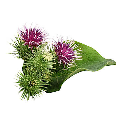 Burdock
